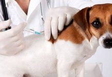 Vacinação de cães e gatos em Mundo Novo começa na próxima segunda na Zona Rural