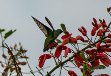 Evento de observação de pássaros aconteceu no último sábado (11) em Mundo Novo
