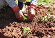 Meio Ambiente de Mundo Novo realizou plantio de flores em pontos centrais
