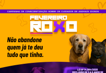 Fevereiro Roxo – Conscientização sobre Animais Idosos